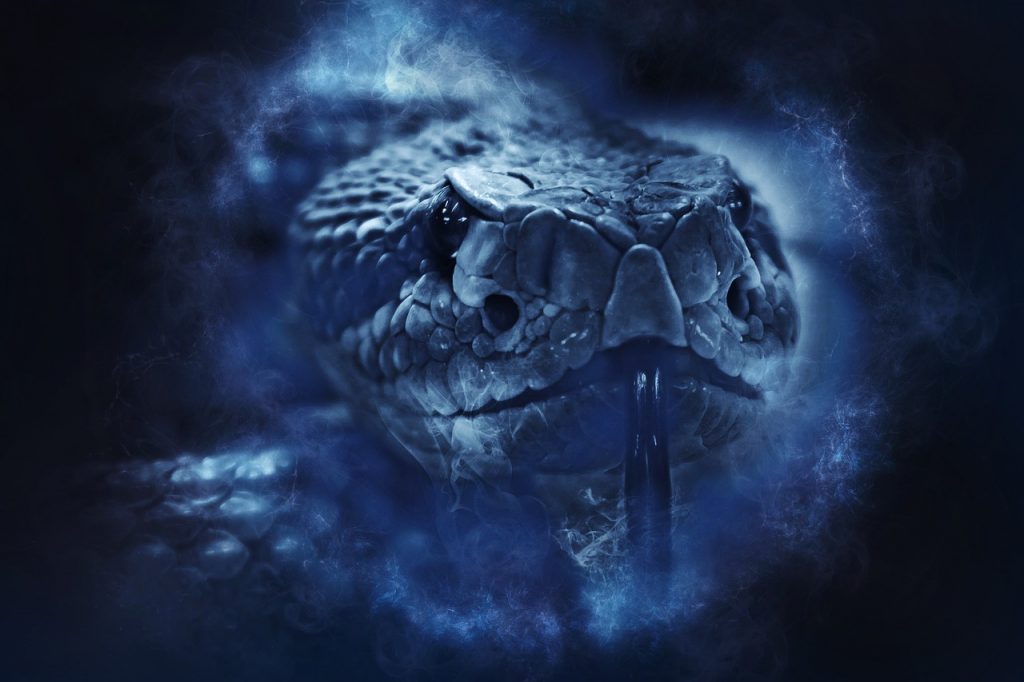 rattlesnake 1892417 1280 rattlesnake 1892417 1280