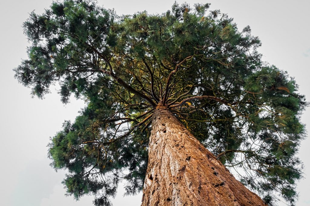 sequoia 4464680 1280 sequoia 4464680 1280